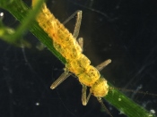 Empty stonefly mother after live birth